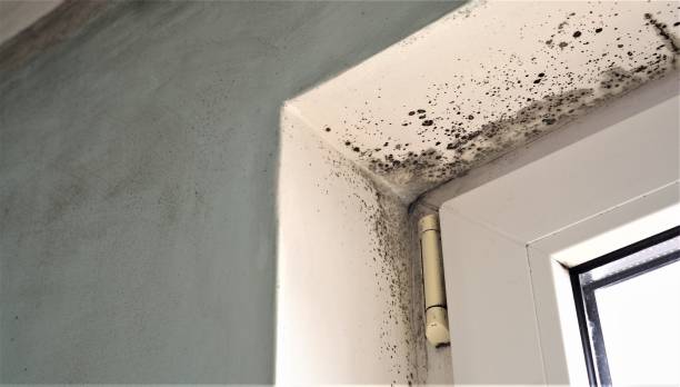 Best Mold Removal for HVAC Installations  in Oak Bluffs, MA