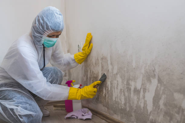 Best Mold Prevention Services  in Oak Bluffs, MA