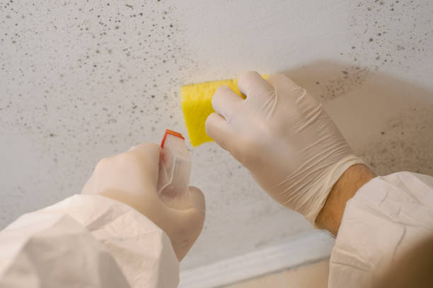 Best Mold Odor Removal Services  in Oak Bluffs, MA