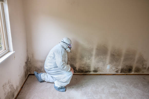 Best Air Quality Testing for Mold Spores  in Oak Bluffs, MA