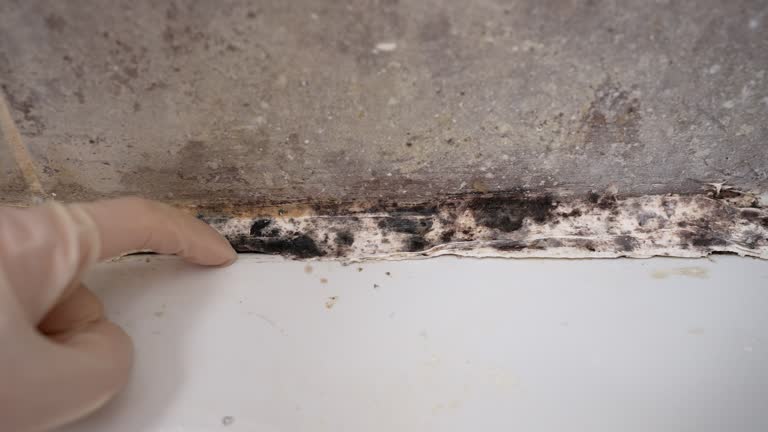 Best Water Damage & Mold Remediation  in Oak Bluffs, MA